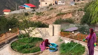 Village Life in Iran | Cleaning | Washing | Harvesting Fresh Mint