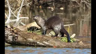 River Otter @ Ottawa National Wildlife Refuge. Ottawa County, Ohio. Oct 2024