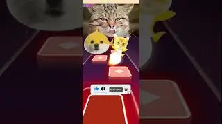 Dog Baby Shark, Cat Baby Shark - Coffin Dance | Tiles Hop EDM Rush #shorts