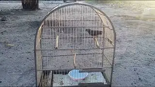 Problema Com &aacute;caros e piolho nos seus p&aacute;ssaros vem ver essa receita caseira 😉( funciona mesmo)😱#aves