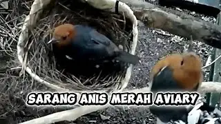 Pantau Lewat CCTV Perkembangan Sarang Burung Anis Merah Aviary 