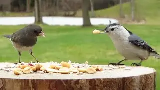 Peanut party at the stump