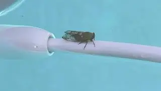 00:25 Cicada on Our Polaris June 28 2019 1080 HD