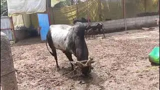At goshala #bull #cowvideos