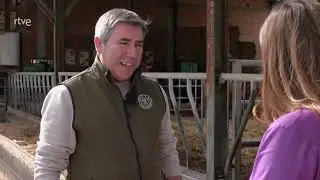 Ahora o nunca-La vaca pallaresa