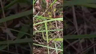 khoảnh khắc t&igrave;m được c&acirc;y  ăn thịt Drosera Peltata trong tự nhi&ecirc;n,lo&agrave;i kh&oacute; trồng nhất của Việt Nam