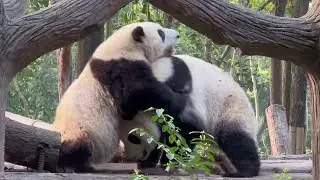 4.8 大清早的花叶大战～花花嘤嘤嘤，第一次听见小叶子叫的这么大声