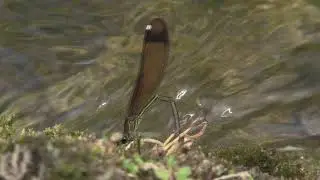 Koperen Beekjuffer
