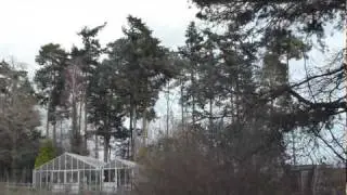 Pine trees - Furutr&eacute; &iacute; Englandi  - Furur - Sk&oacute;gartr&eacute;