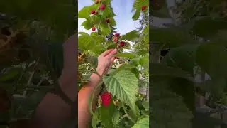 raspberry plant available in india