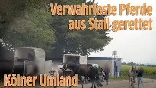 K&ouml;lner Umland: Tiersch&uuml;tzer retten verwahrloste Pferde aus Stall