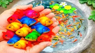 Catfishing Surprise | Ornamental Catfish & Exotic Aquarium Fish