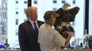 Eagle vs. Donald Trump