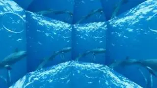 Dolphin Celebration! Life Beneath the Surface a DVD by Matisha (