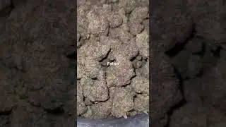 Weed of the day - Fatso (NOT4SALE)
