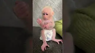 #babymonkey #monkey Duke #smart monkey #funny monkey #cute monkey