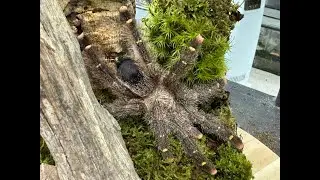 Avicularia rufa , Yellow Banded Pink Toe  rehouse and care