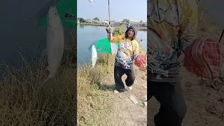 Tarikan kuat dan bandeng jumbo! Sensasi mancing bandeng seru! #fishing