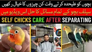 Self Chicks of Love birds |  Self Chicks Care After Separating | Love birds k Chicks Self Ho gaye