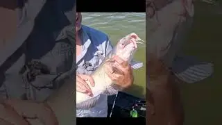 WARNING!! Catfishing Tobacco Use #shorts #fishing #fish #cat #wierd #ohio  #boat