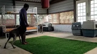 #Training a intact male dog to work around a bitch in heat.   #bitchinheat