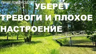 ПТИЦА СЛАВКА ПОЁТ КРАСИВО,ПЕРЕЛИВЧАТО.ВЫСОКИЕ ВИБРАЦИИ ПЕНИЯ БЛАГОПРИЯТНО ВЛИЯЮТ НА ВЕСЬ ОРГАНИЗМ