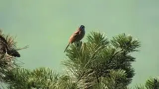 Rock Buntings, Slovensk&yacute; Kras, Slovakia