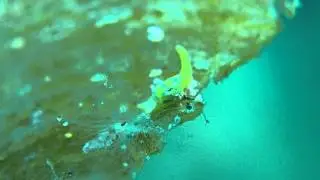 ナギサノツユ