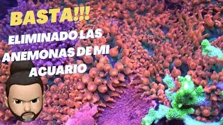 Eliminación de Anémonas de mi acuario marino.
