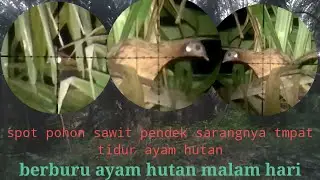 Spot sawit pendek sarangnya ayam hutan tidur //Berburu ayam hutan malam hari