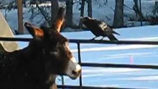 Raven teases donkey and mule
