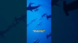 Sharks are older than Saturn&rsquo;s Rings, Trees and The North Star!