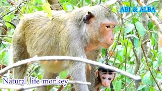 Abi & her baby Alba monkey look so lonely & feel miss cameraman  that can't take it a few time