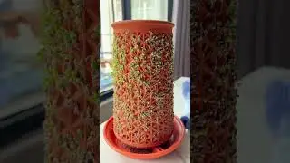 Looking for the perfect hydroponic planter for your seeds? #shorts #seeds #planters