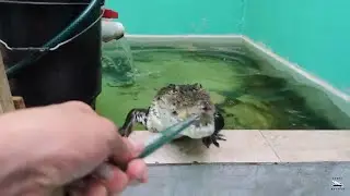 Así Pide Comida Mi Cocodrilo
