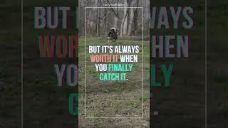 Life is like a game of fetch: sometimes you chase what you want! #shorts #motivation #inspire