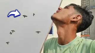 পাগলা মুসালদম কবুতরের উড়া দেখে আমি অবাক 😨
