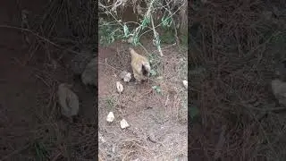 : Protective Mother Hen&rsquo;s 