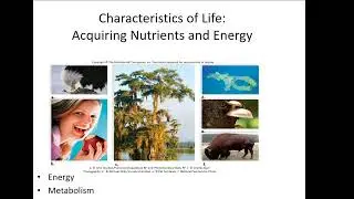 Ch 1 Intro to Biology
