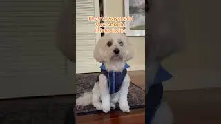 Oops&hellip;#funny #puppy #pets #cute #dogshorts #funnypets #cotondetulear #funnyanimals #viralshort #viral