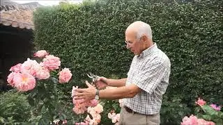 Deadheading Roses: Gardening Tips from 12 North Street, St Andrews