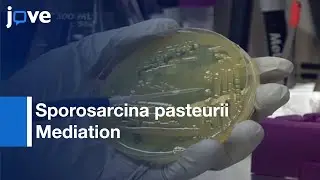 Microbiologically Induced Calcite Precipitation Mediated By Bacterium