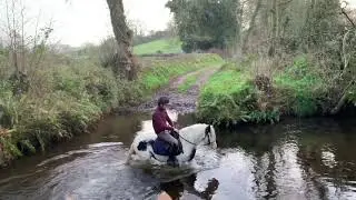 13hh Cob For Sale