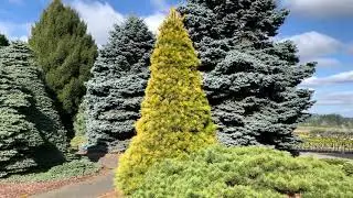 Pinus strobus ' Louie ' Golden White Pine  March 12, 2020