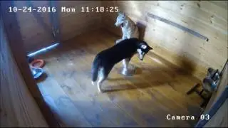 Хаски: 