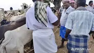குண்டடம் மாட்டு சந்தை சென்ற வாரம் 03-01-2026