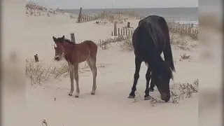 Corolla Wild Horse welcomes new foal