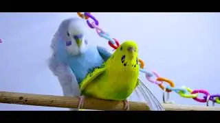 Pet Bird Management  | IDP OF TANUVAS