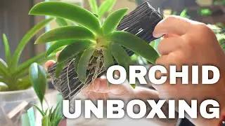 Orchid Plant Unboxing: 7 New Delightful Plants For My Greenhouse From Spicesotic
