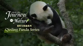 Qinling Panda Series Ep. 2: Who wears the hypno crown in lush forest